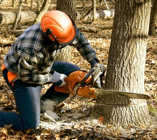 Tree Removal in Engelhard, NC